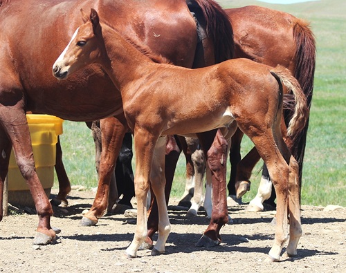 colt