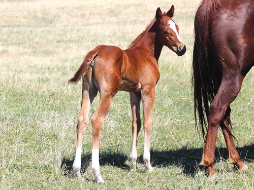 Foal by Two Timin Shiner