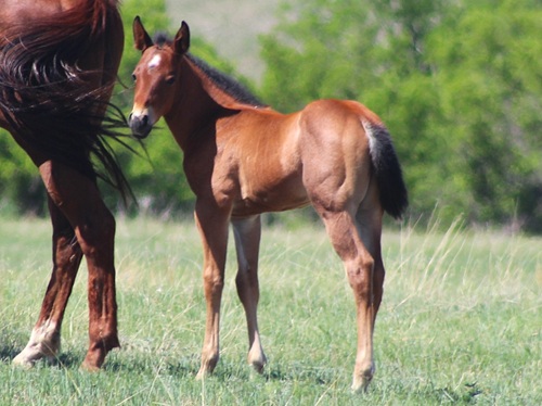 expected foal