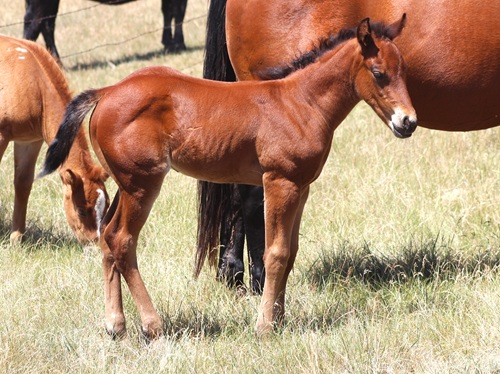 expected foal