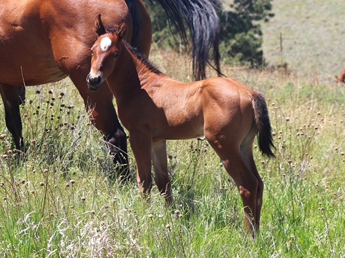 filly