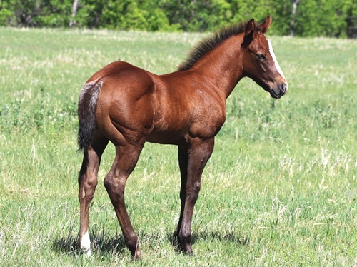 gray 2026 colt