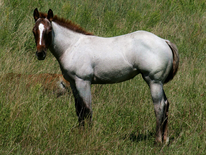 Horses for Sale - www.coloredhorseranch.com